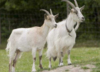 Цап повинен бути енергійним, мати хороший апетит. Фото: upload.wikimedia.org