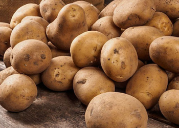 Картопля може проростати через неправильні умови зберігання. Фото: vsn.ua