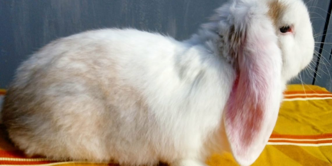 Кролики породи Французький баран дуже подобаються господині. Фото автора.