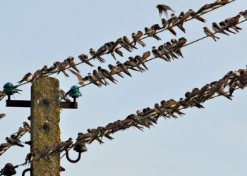 Фото: pixabay.com