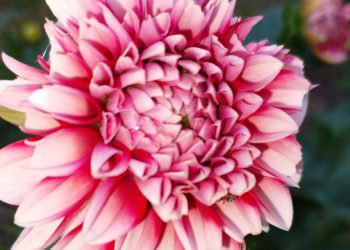 Жоржини можуть цвісти аж до заморозків. Фото автора.