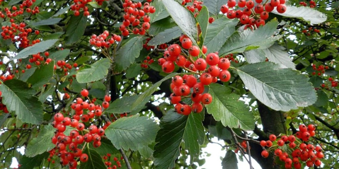 Аромат горобини відлякує багатьох шкідників городини. Фото: sadvlad.com.ua