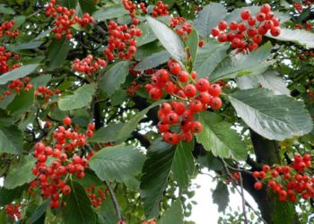 Аромат горобини відлякує багатьох шкідників городини. Фото: sadvlad.com.ua