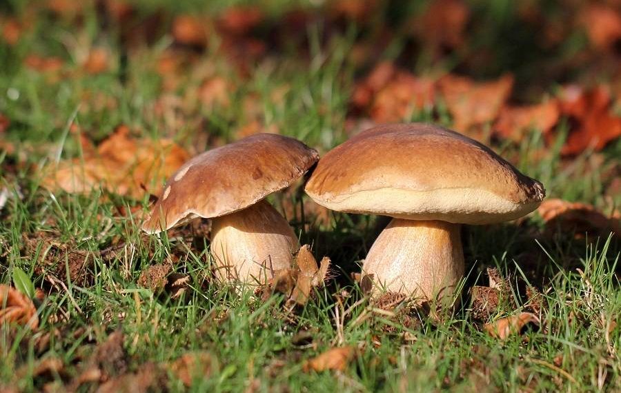 Готувати гриби потрібно одразу після збору. Фото: ukrainska-gromada.gov.ua