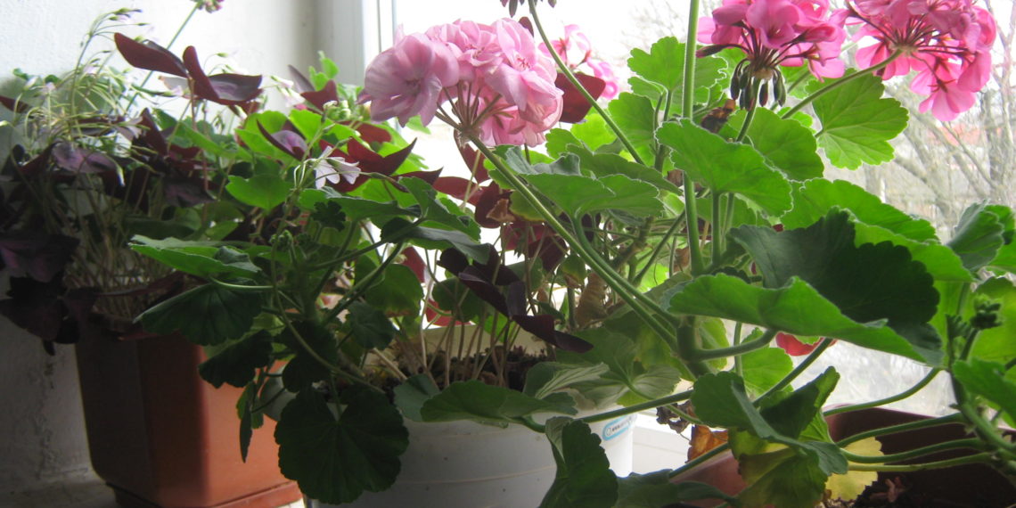 Взимку необхідно перемістити рослини ближче до тих вікон, що виходять на південну або західну сторону, де доступніше природне світло. Фото автора.