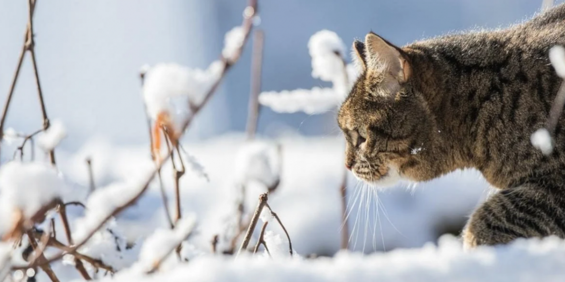 За прогнозами синоптиків, протягом зимових місяців буде більше теплих днів, ніж холодних. Фото: vchaspik.ua