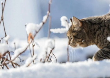 За прогнозами синоптиків, протягом зимових місяців буде більше теплих днів, ніж холодних. Фото: vchaspik.ua