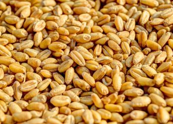 Фото: pixabay.com