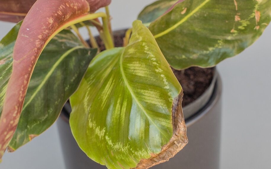 Досить часто листя сохне через неправильне освітлення. Фото: zelenasadyba.com.ua