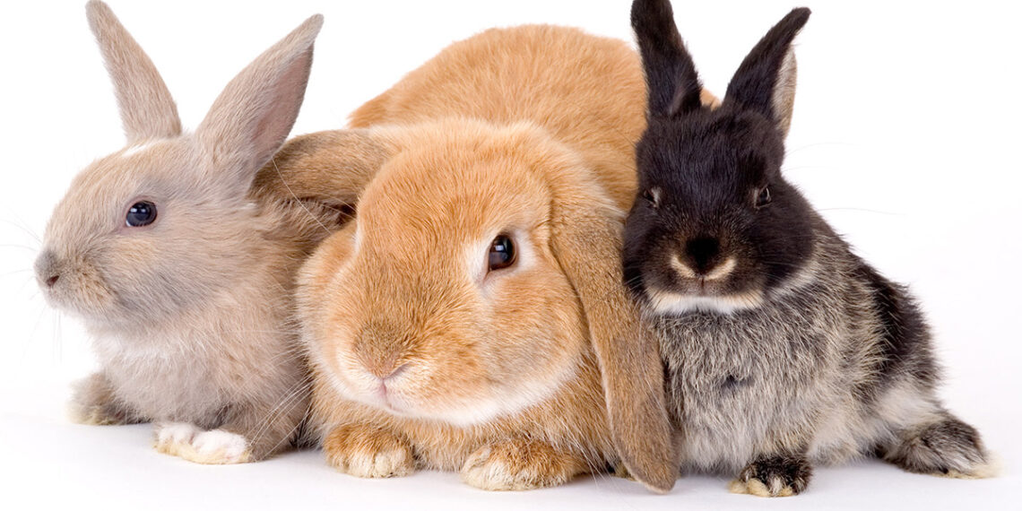 Кролики – це гарні, спокійні, милі, добрі тваринки. Фото: eurovet.com.ua