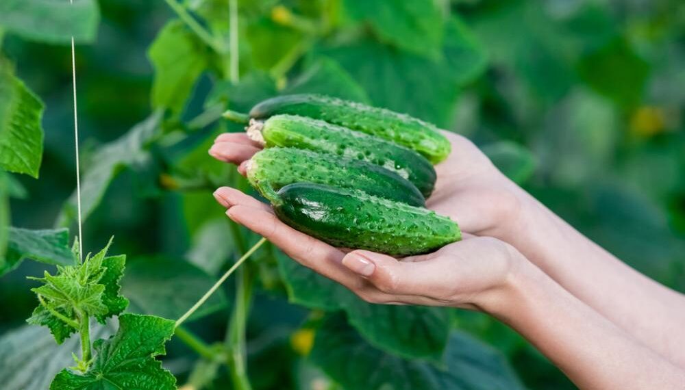Вибір сорту – це лише перший крок. Для того щоб огірки виросли без гіркоти, слід дотримуватися і правил догляду за ними. Фото: itvmg.com