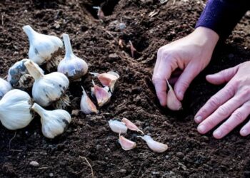 Ділянка, на якій ростиме часник, має бути сонячна і захищена від вітрів. Фото: itvmg.com