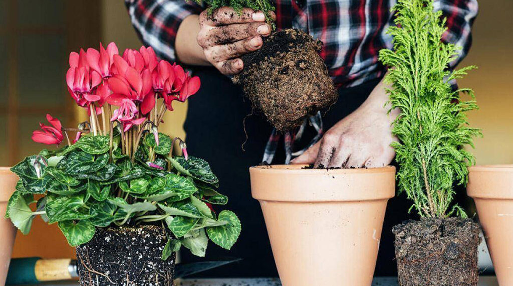 Кімнатні рослини найкраще пересаджувати навесні. Фото: paeonia.com.ua