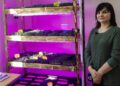На фото: Інна Новохатько курує процес вирощування мікрозелені. Фото: Суспільне Кропивницький.