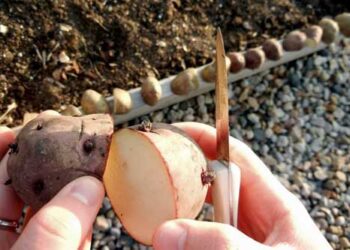 Коли бульбу розрізають, вона переходить у стан стресу, починає активно заліковувати рану, витрачати всю енергію на це. За рахунок цього й проростають усі кільчики, які є на картоплині. Фото: grebenka.com