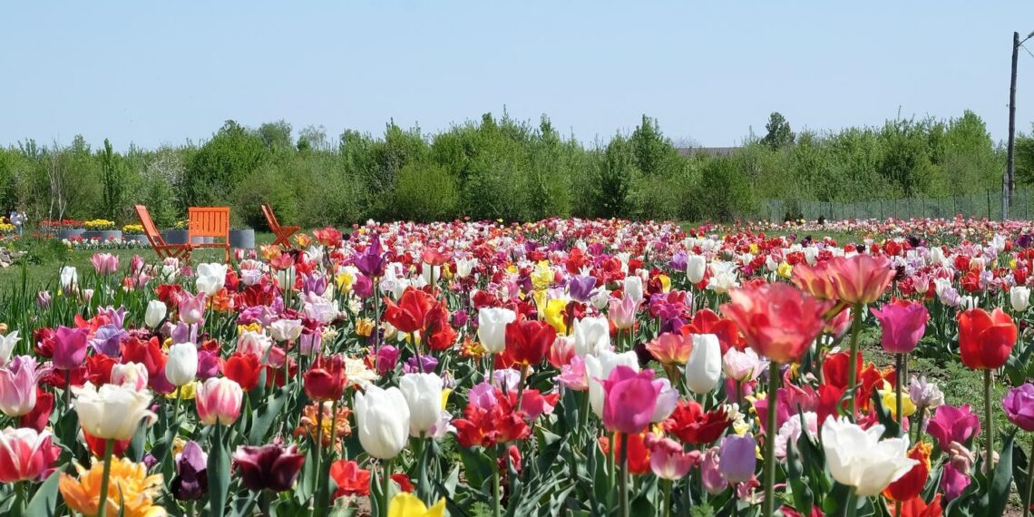 Сезон цвітіння тюльпанів триває орієнтовно з середини квітня до середини травня. Фото з архіву Владислава Веенгринюка.