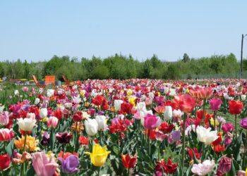 Сезон цвітіння тюльпанів триває орієнтовно з середини квітня до середини травня. Фото з архіву Владислава Веенгринюка.