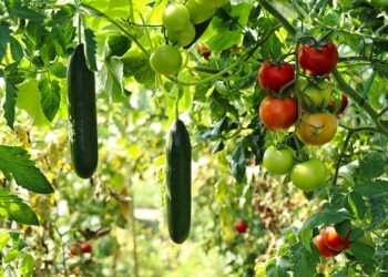 Фото ілюстративне pixabay.com