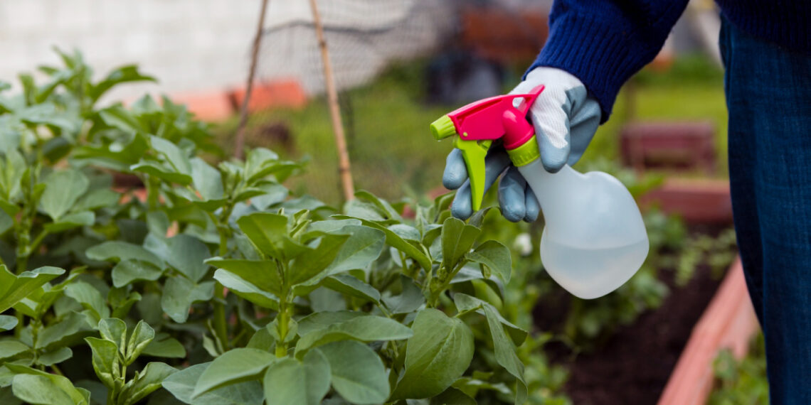 Позбутися кліщів на своїй ділянці можна і за допомогою народних засобів. Фото: zprz.city