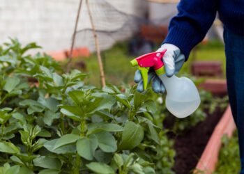 Позбутися кліщів на своїй ділянці можна і за допомогою народних засобів. Фото: zprz.city