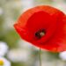 В Україні червоний мак став основним символом Дня пам'яті та примирення у 2014–2015 роках. Фото: pixabay.com