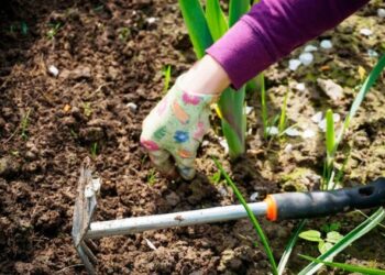Щоб рослини буяли і щедро плодоносили, висаджувати їх у ґрунт потрібно, коли Місяць зростає. Фото: krivbass.city