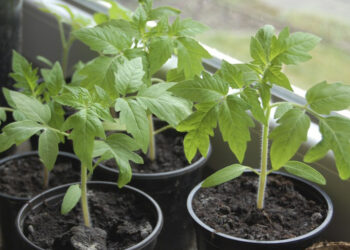 Молоді рослини, що не адаптувалися до умов відкритого ґрунту, особливо вразливі до низьких температур. Фото: luckyseed.ua/