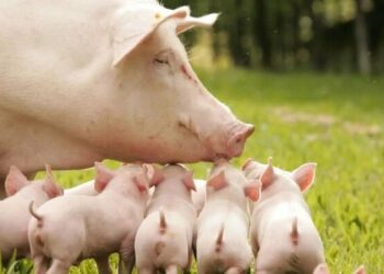 Після опоросу тварині слід давати тепле пійло. Також варто подбати про корми, багаті на клітковину, кормову олію, рибне борошно тощо. Фото: avamarket.com.ua