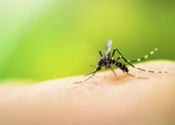 Найнебезпечнішими для людей є перетинчастокрилі. До них належать бджоли, оси, шершні. Фото: content.apteka-ds.com.ua