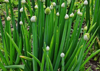 Щоб цибуля не пішла в стрілки, необхідно забезпечити їй достатню кількість вологи. Фото: zemliak.com