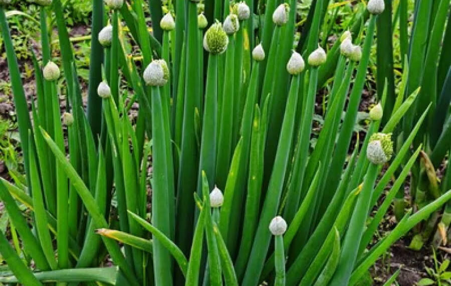 Щоб цибуля не пішла в стрілки, необхідно забезпечити їй достатню кількість вологи. Фото: zemliak.com