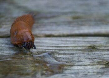 Фото ілюстративне pixabay.com