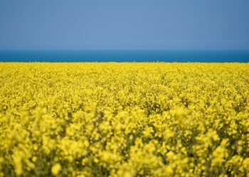 Фото ілюстративне pixabay.com