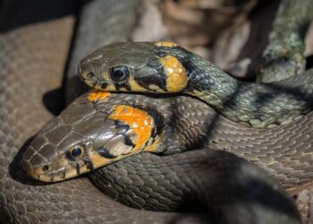 Отрута гадюк, які живуть в Україні, небезпечна, але в більшості випадків не смертельна. Фото: pixabay.com