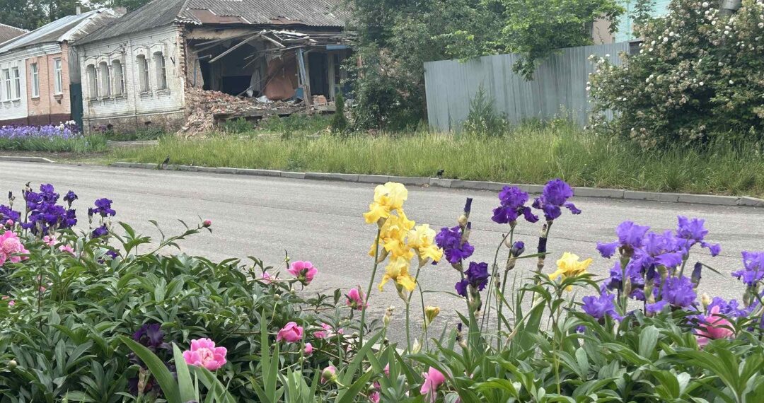 На фото: Редакційна клумба газети «Білопільщина» і напроти – зруйнований будинок, якому більше 200 років. В ньому раніше жили німецькі пивовари, які мали у Білопіллі власні заводи. Фото Наталії Калініченко.