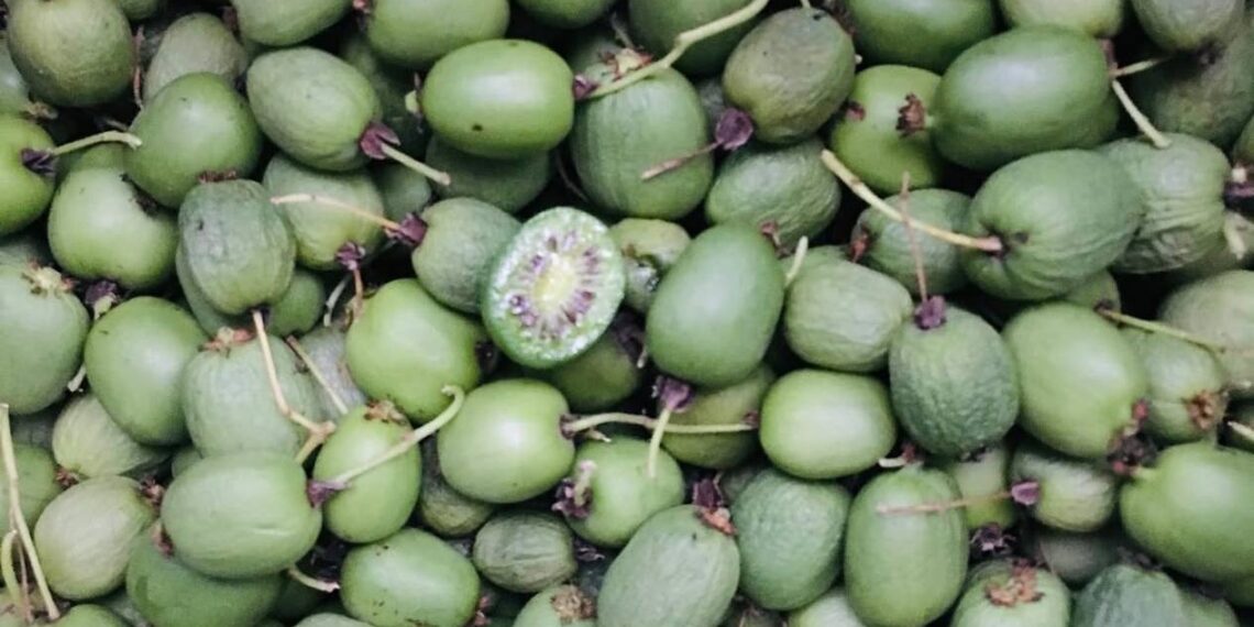 Актинідії – справжній вітамінний заряд, зокрема за вмістом вітаміну С, якого тут у кілька разів більше, ніж у лимоні. Фото автора.