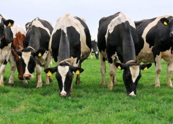 Найбільше шкідливих речовин міститься в траві придорожних канав, на узліссях у низинах, на болотах. Отже випасати худобу і косити траву на сіно там не варто. Фото: agropolit.com