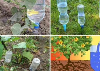 Це ефективний, економний спосіб поливу, адже вода потрапляє безпосередньо до коріння. Фото: suntimes.com.ua