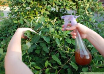 Серед популярних методів боротьби з тлею – використання органічних мильних спреїв. Фото: ganok.in.ua