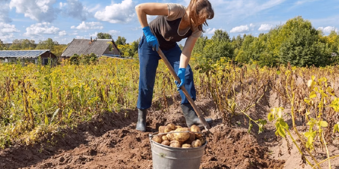 Найвірнішою ознакою того, що час копати картоплю, є стан її бадилля. Фото: novyny.live