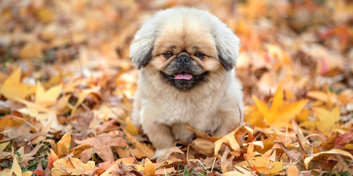 Метеорологічна осінь настає тоді, коли середньодобова температура протягом кількох днів поспіль зберігається на рівні нижче 15 градусів. Фото: pixabay.com