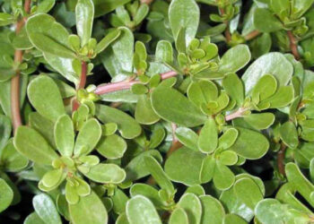 Портулак городній – бур’ян, якого важко позбутися. Фото: ic.pics.livejournal.com