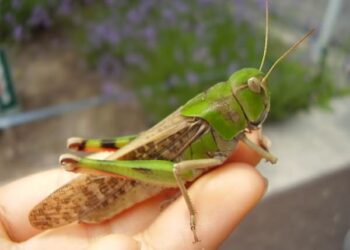 Сарана може подолати до 300 кілометрів за добу на висоті 600 метрів. Фото: agrarii-razom.com.ua