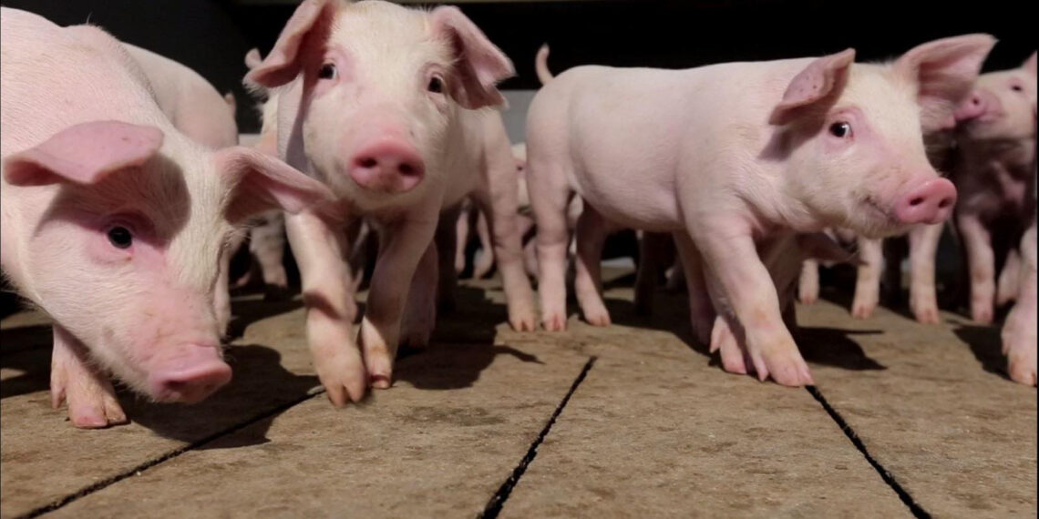 Господар повинен щодня уважно оглядати своїх тварин: звертати увагу на апетит, поведінку, температуру тіла. Фото: firtka.if.ua