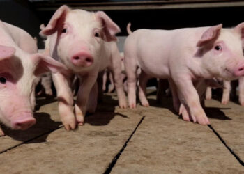 Господар повинен щодня уважно оглядати своїх тварин: звертати увагу на апетит, поведінку, температуру тіла. Фото: firtka.if.ua