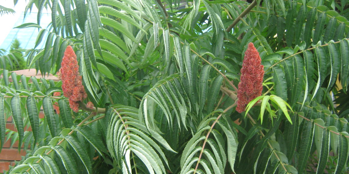 Такі грона прикрашають крону дерева до зими. Фото автора.