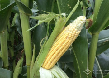 Західний кукурудзяний жук потрапив у наші краї з американського континенту і поступово тут «обживається», поки що переважно в західних областях України, з періодичною появою трохи східніше. Фото: superagronom.com