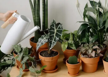 Для підживлення кімнатних рослин можна використовувати різні підручні засоби. Фото: svitroslyn.ua