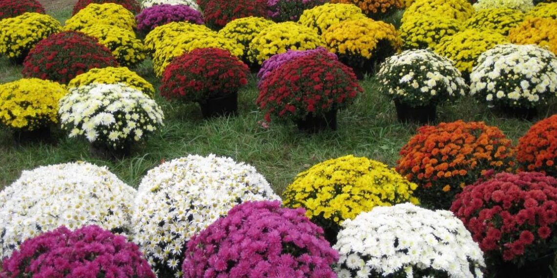 Щоб хризантеми мали пишний вигляд, потрібно регулярно прищипувати верхівки пагонів. Фото: pixabay.com