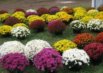 Щоб хризантеми мали пишний вигляд, потрібно регулярно прищипувати верхівки пагонів. Фото: pixabay.com